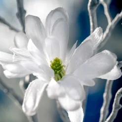 Magnolie 85cm weiß PALAZZO