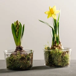 Schale VETRO 9 cm 2er-Set + 2 Eislöffel